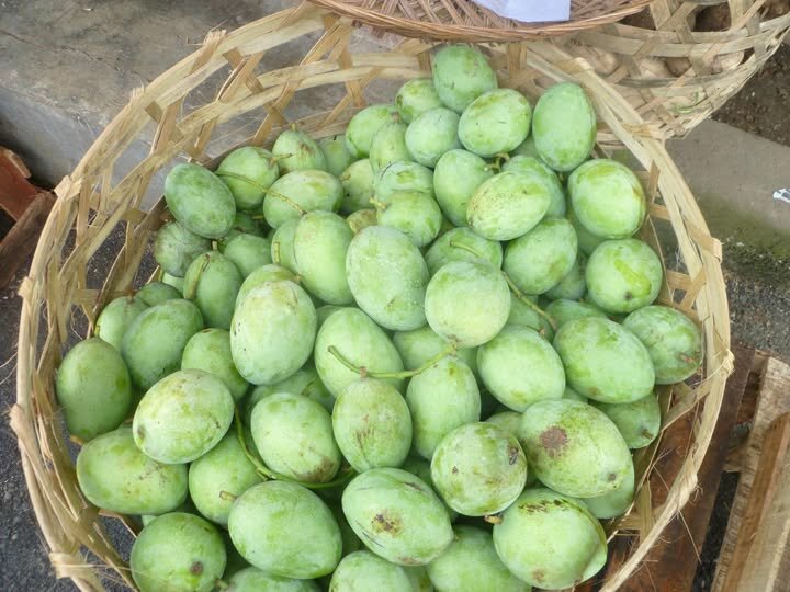 Kopyor mango (Mangifera laurina)