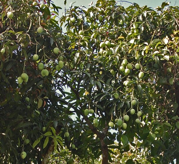 Kopyor mango (Mangifera laurina)