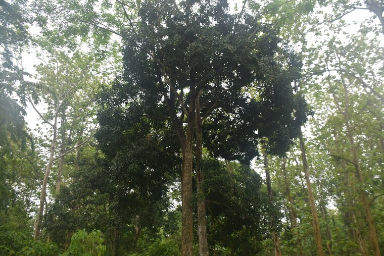 Kopyor mango (Mangifera laurina)