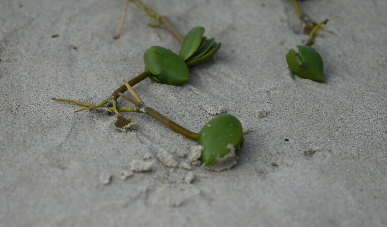Black mangrove (Avicennia germinans)