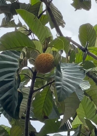 Pedalai (Artocarpus sericicarpus)