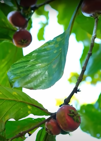 Red sapote (Timonius minahassae)