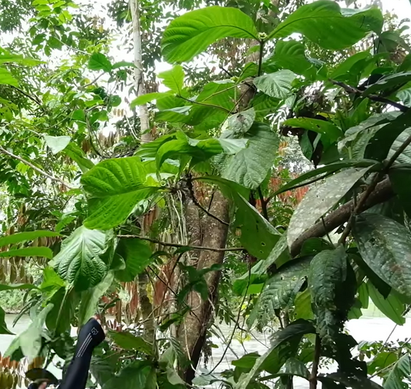 Red sapote (Timonius minahassae)