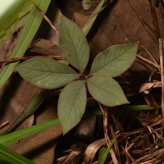 Aroid (Amorphophallus atroviridis)