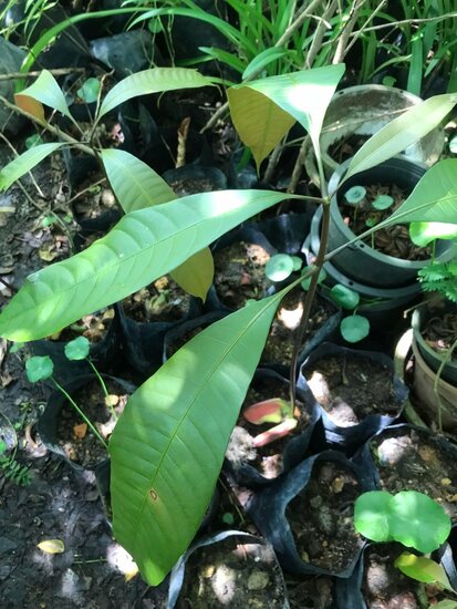 Griffith&#039;s mango (Mangifera griffithii)