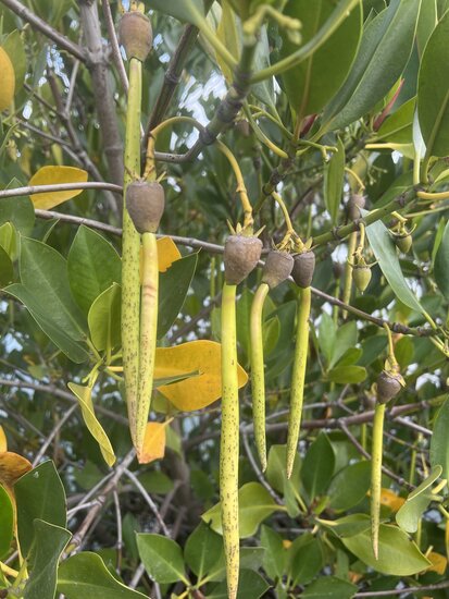 Spotted mangrove (Rhizophora stylosa)