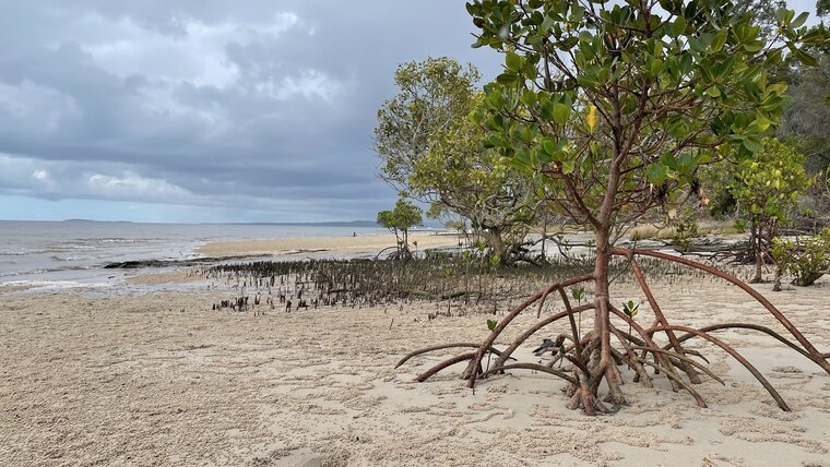 Spotted mangrove (Rhizophora stylosa)
