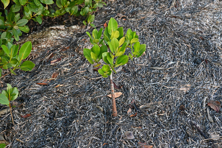 Spotted mangrove (Rhizophora stylosa)