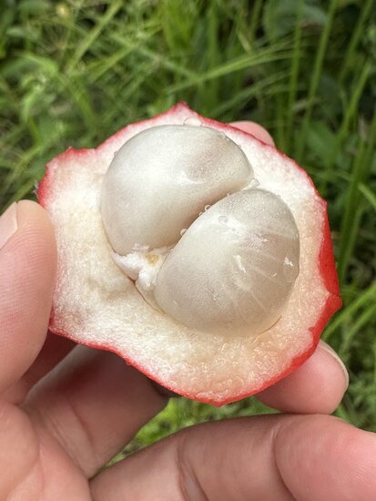 Red Angled Tampoi (Baccaurea angulata)