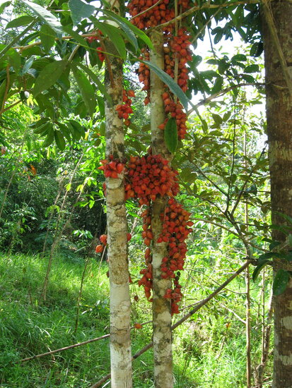 Red Angled Tampoi (Baccaurea angulata)