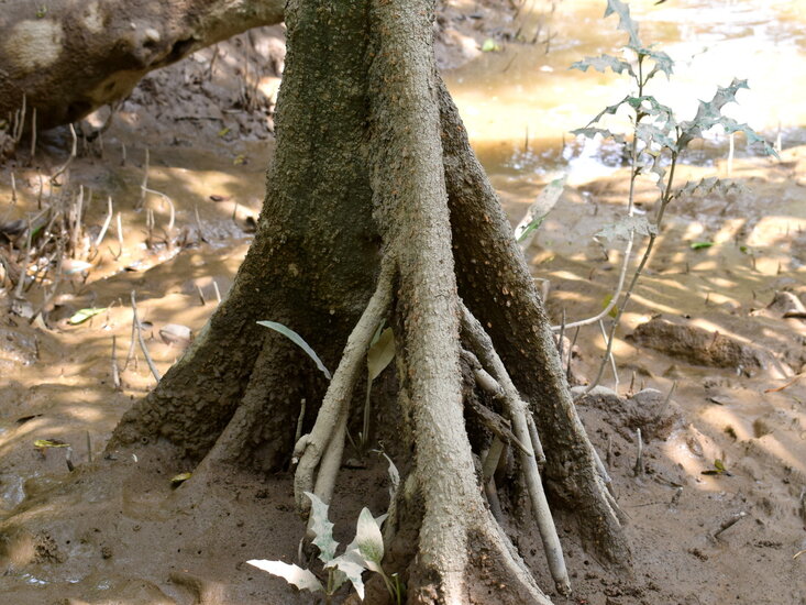 Upriver orange mangrove (Bruguiera sexangula)