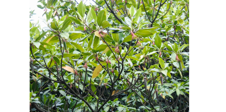 Upriver orange mangrove (Bruguiera sexangula)