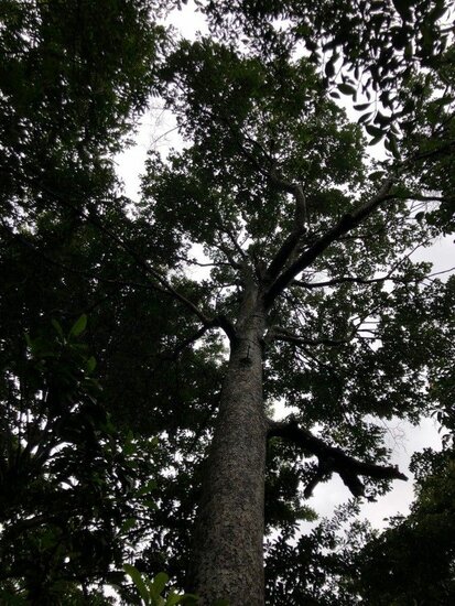Utu fruit (Parartocarpus venenosa)