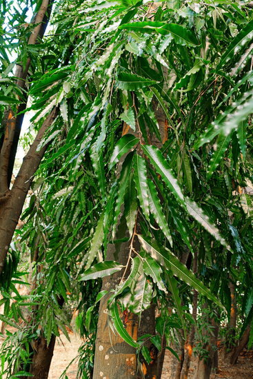 Indian Mast Tree (Monoon longifolia)