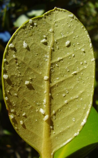 Grey mangrove (Avicennia marina)