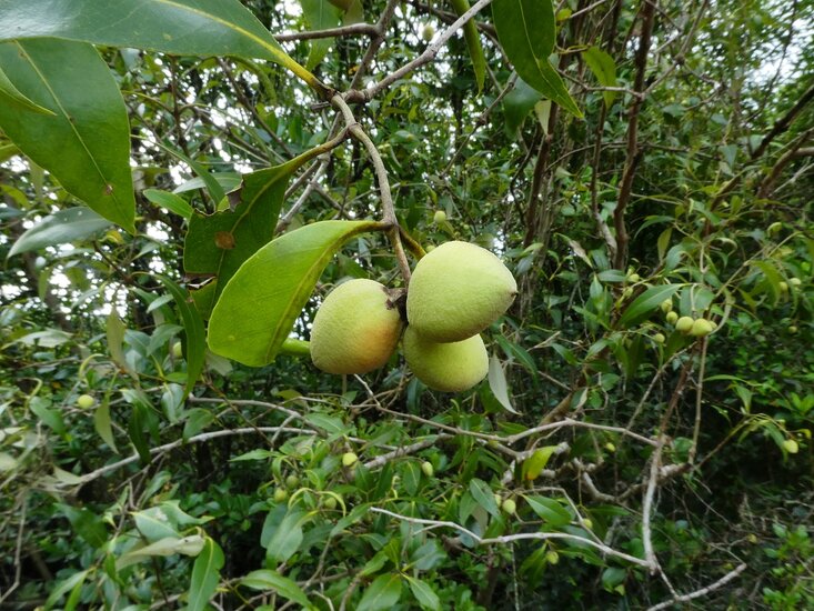 Grey mangrove (Avicennia marina)