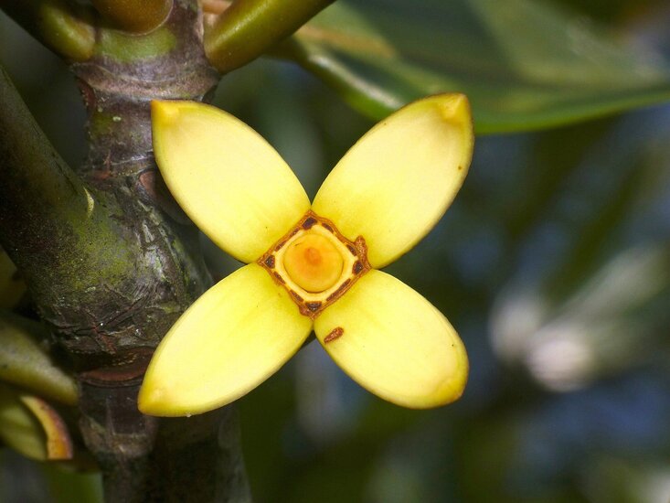 Tall-stilt mangrove (Rhizophora apiculata)
