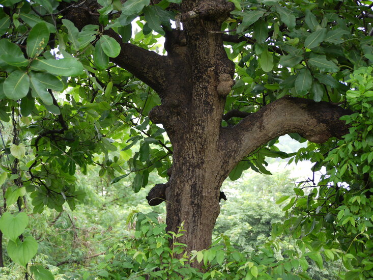 Marking nut (Semecarpus anacardium)