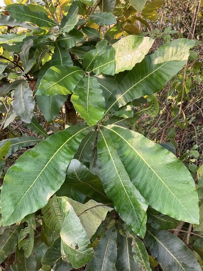 Marking nut (Semecarpus anacardium)