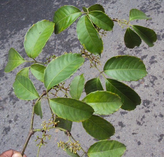 Indian Chestnut Vine (Tetrastigma leucostaphylum)