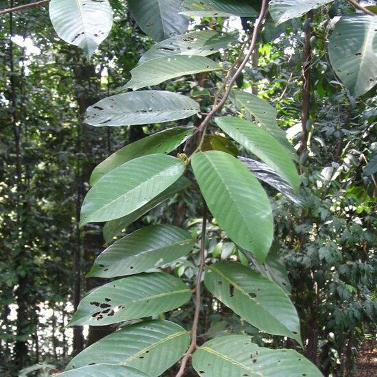 Light red meranti (Rubroshorea leprosula)