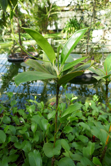 Asiatic mangrove (Rhizophora mucronata)