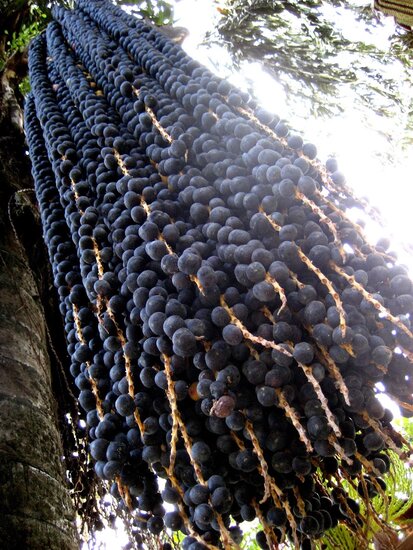 A&ccedil;ai palm (Euterpe oleracea)