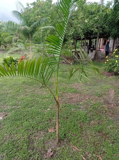 A&ccedil;ai palm (Euterpe oleracea)