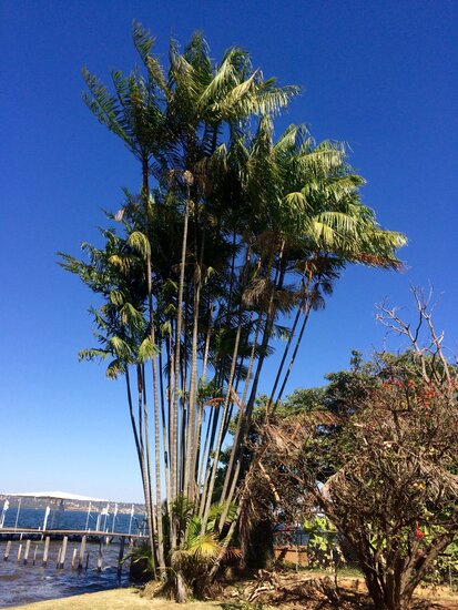 A&ccedil;ai palm (Euterpe oleracea)