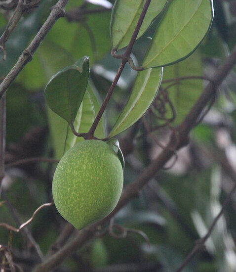 Borneo rubber (Willughbeia coriacea)