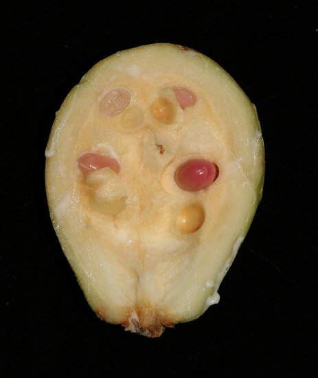 Borneo rubber (Willughbeia coriacea)