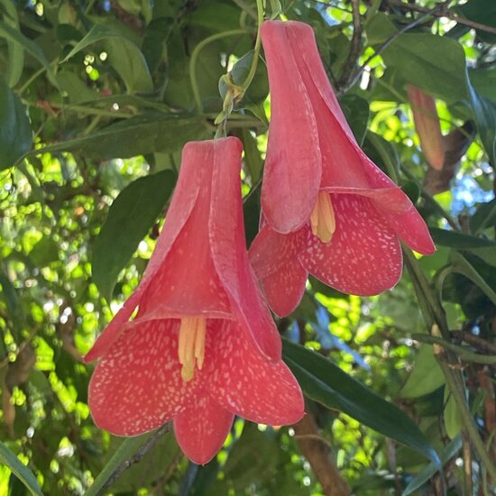Chilean bellflower (Lapageria rosea)