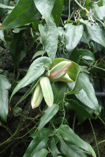 Chilean bellflower (Lapageria rosea)