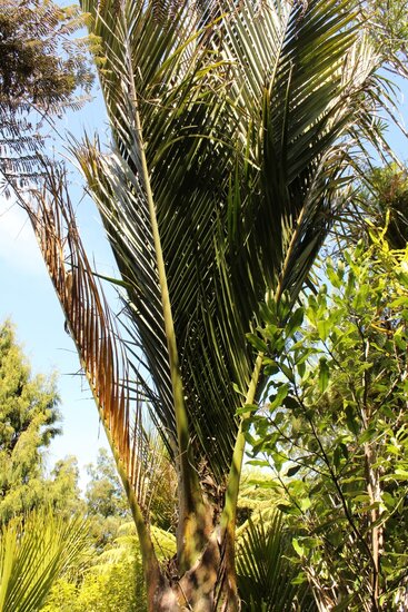 Nikau (Rhopalostylis sapida)
