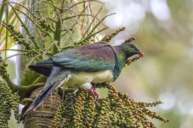 Nikau (Rhopalostylis sapida)