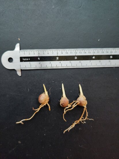 Nikau (Rhopalostylis sapida)