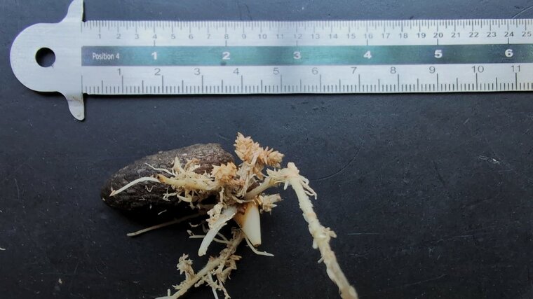 Titan arum (Amorphophallus titanum)