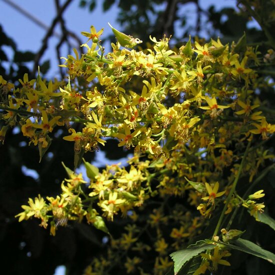 Golden-rain tree (Koelreuteria paniculata)