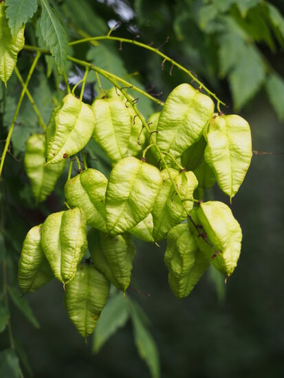 Golden-rain tree (Koelreuteria paniculata)