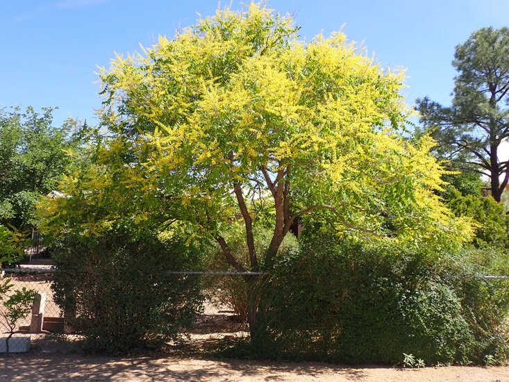 Golden-rain tree (Koelreuteria paniculata)