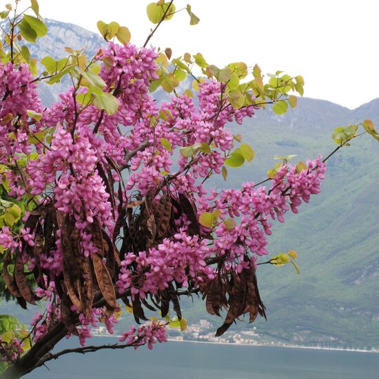 Judas tree (Cercis siliquastrum)