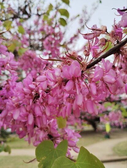 Judas tree (Cercis siliquastrum)