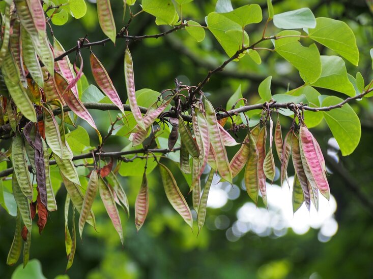 Judas tree (Cercis siliquastrum)