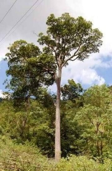 Sour Mango (Mangifera rufocoscata)