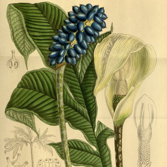 Aroid (Amorphophallus yunnanensis)