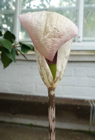 Aroid (Amorphophallus yunnanensis)