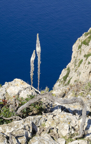 Sea onion (Drimia maritima)