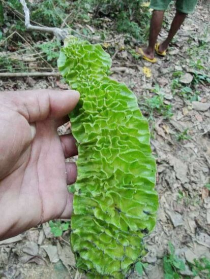 Netted velvet bean (Mucuna reticulata)