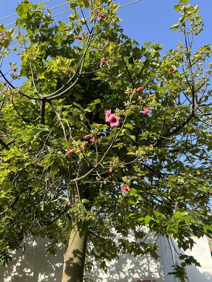 Lacebark tree (Brachychiton discolor)