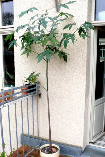 Lacebark tree (Brachychiton discolor)